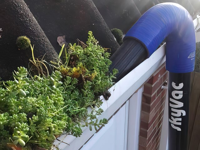 Gutter vacuum clearing plant growth from a gutter