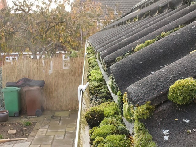 Moss-covered roof and gutter before cleaning