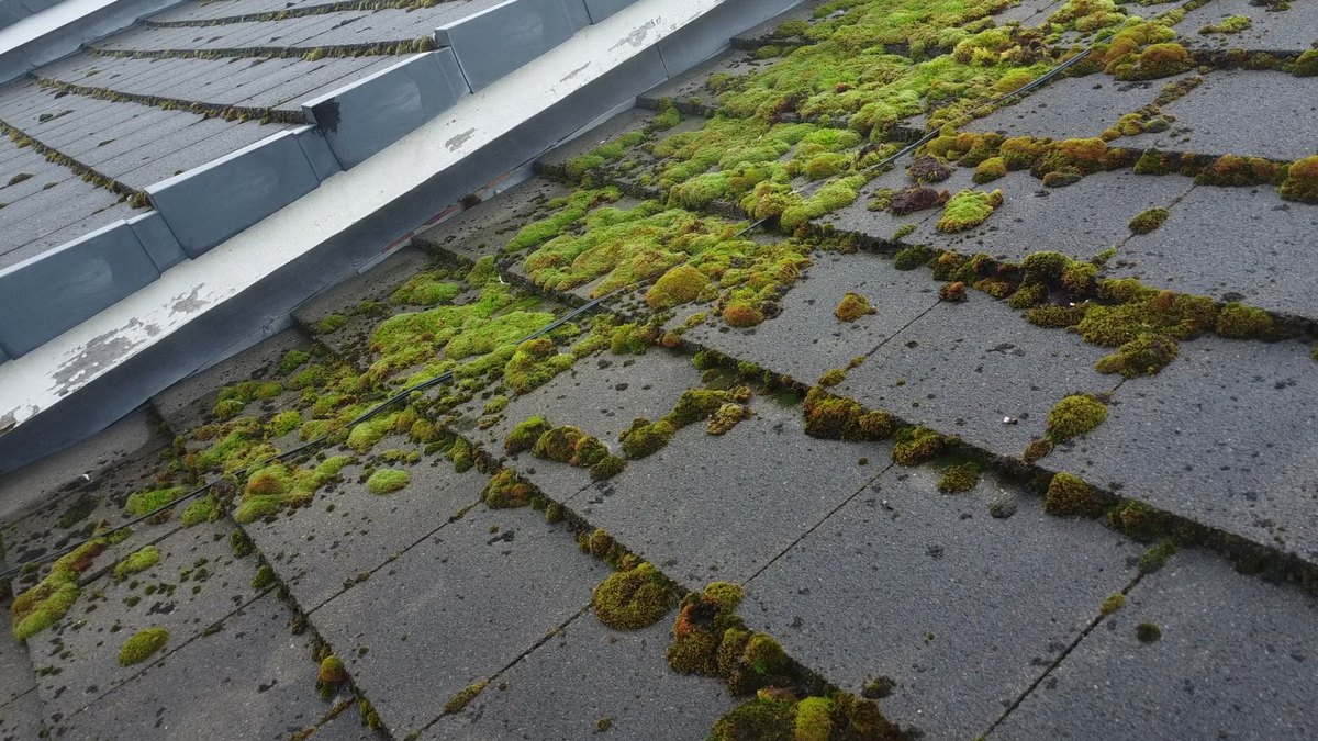 Close drone view of thick moss growing along the tile joints of a roof in Crossens, Southport