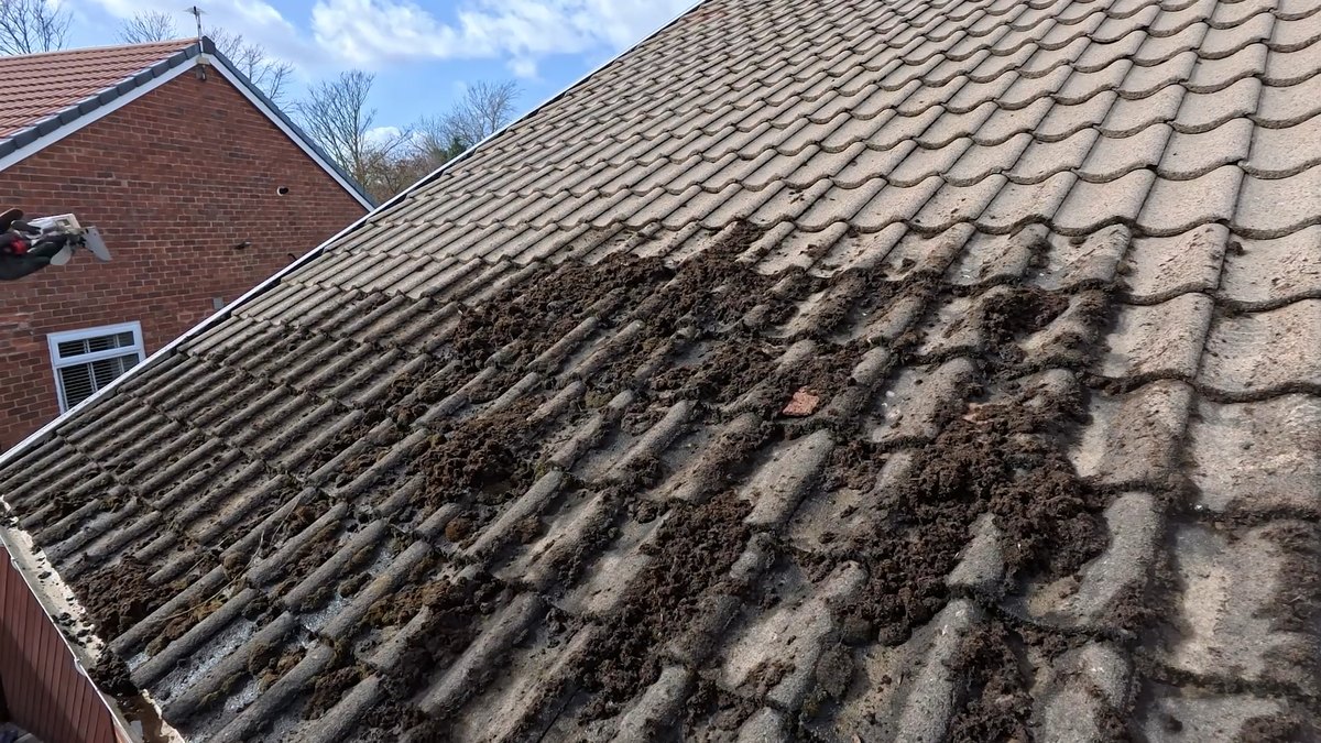 Moss lifted off the roof tiles and lying loose during a roof clean in Ainsdale, with the cleared section showing above